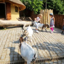 Tierpark Schwabenhaus Teichhühner